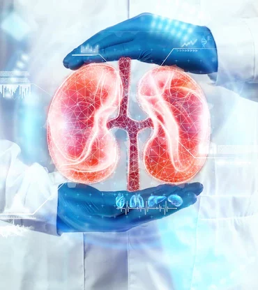 doctor-looks-kidney 2